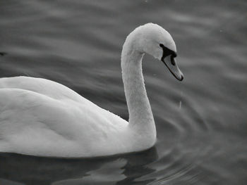 Close-up of swan swimming in lake