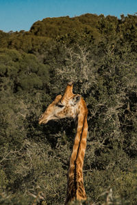 Giraffe against sky