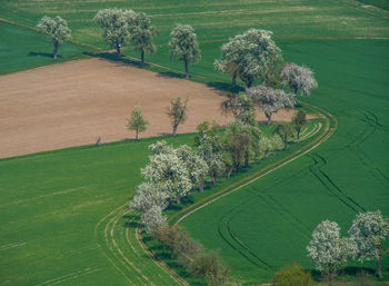 High angle view of agricultural field