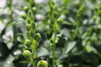 Snapdragon flower buds about to open up