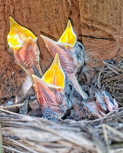 High angle view of nest on dry leaves