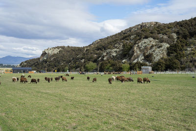 Flocks of sheeps in dairy farm.