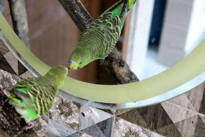 Close-up of bird on plant