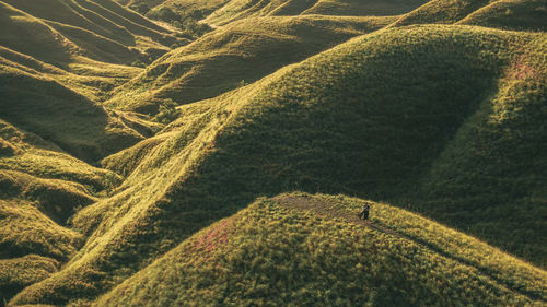 High angle view of agricultural field