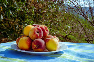 Delicious and flavorful fresh peaches on a white plate on a table with blue tablecloth outdoors