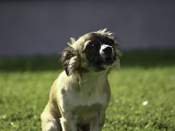 Dog looking away on field