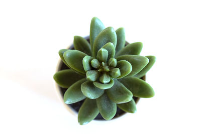 Close-up of succulent plant against white background