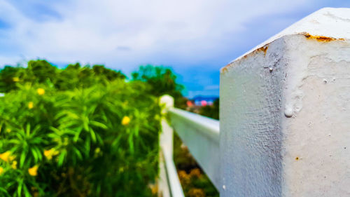 Close-up of plants against sky