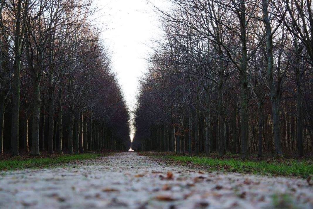 ROAD AMIDST BARE TREES IN PARK