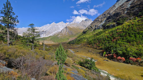 Luorong pasture of yading, china