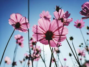 Low angle view of pink flowering plants against sky