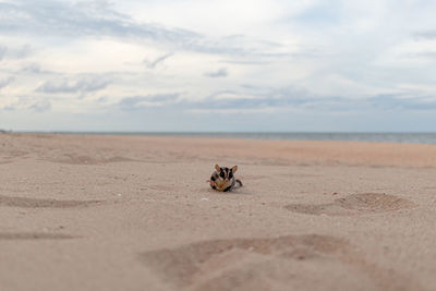 View of crab on beach