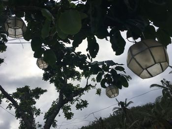 Low angle view of tree against sky