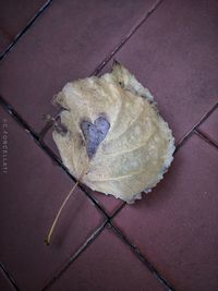 High angle view of dry leaves on tiled floor