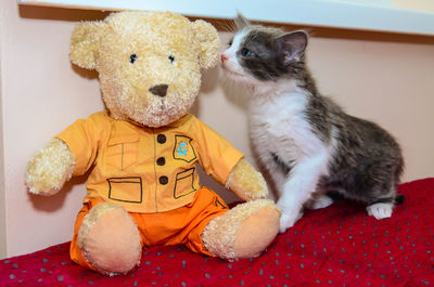 Kitten and teddy bear on a red blanket