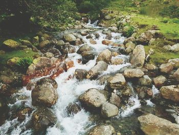 Moss growing on rocks in stream