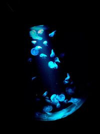 Close-up of purple flower over black background