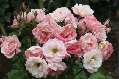 High angle view of pink roses blooming at park