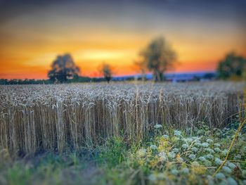 Scenic view of field against sky during sunset