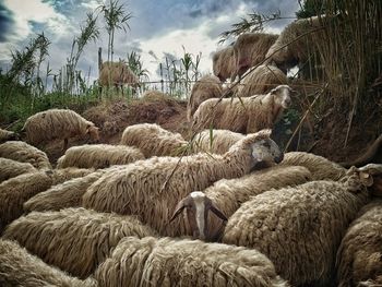 Hay bales in a field