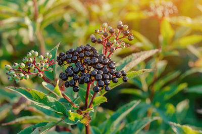 Ripe black elderberries on the bushes in the sun. blurred focus, medicinal plants.