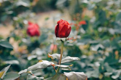 Close-up of red flower