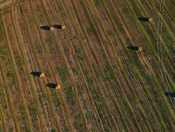 Full frame shot of agricultural field