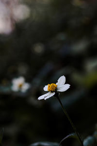 Bidens pilosa - is an annual species of herbaceous flowering plant in the daisy family asteraceae