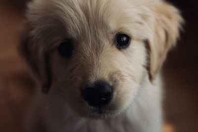 Close-up portrait of dog