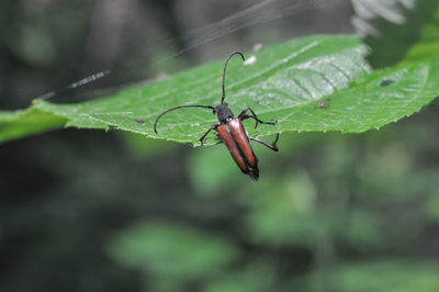 Close-up of insect on leaf