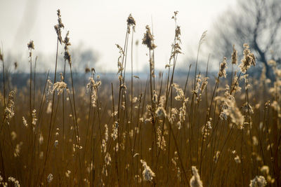 Close-up of wheat field against sky