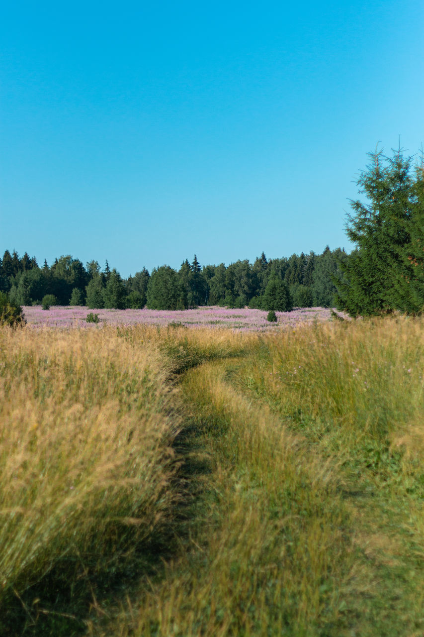 SCENIC VIEW OF LANDSCAPE AGAINST CLEAR SKY