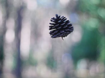 Close-up of pine cone on plant