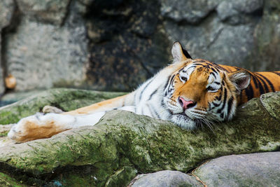 View of a cat resting on rock