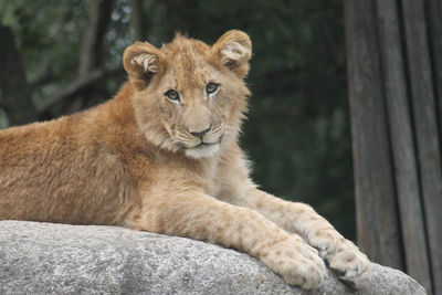 Young lion lying on rock