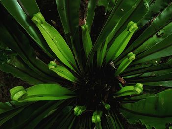 Close-up of fresh green plant