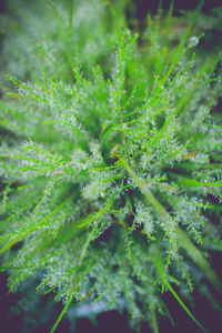 Close-up of fresh green plant