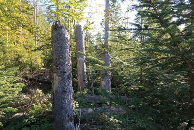 Trees in forest