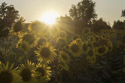 Scenic view of sunflower field against bright sun