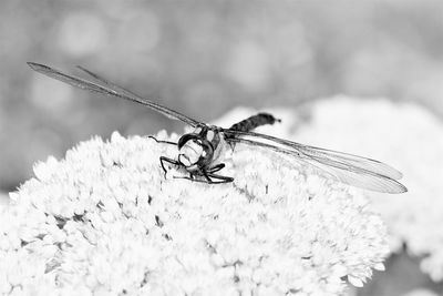 Close-up of insect