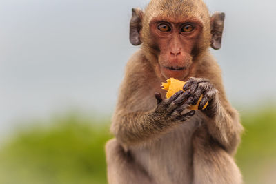 Monkey eating food