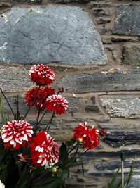 Close-up of red flowers