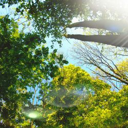 Low angle view of trees against sky