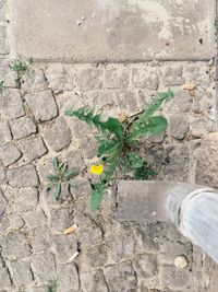 High angle view of plant growing outdoors