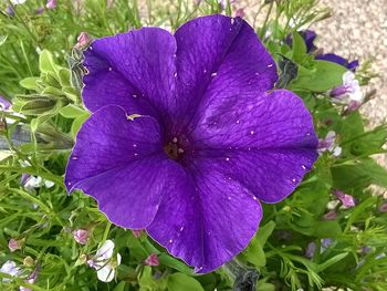 Close-up of purple flowers blooming outdoors