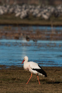 Bird on shore