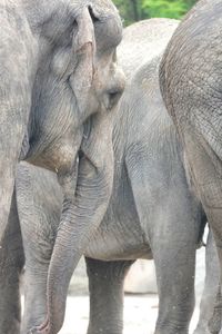 Full frame shot of elephant