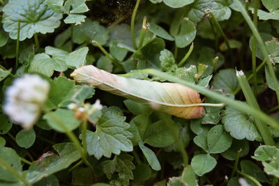 Close-up of plant