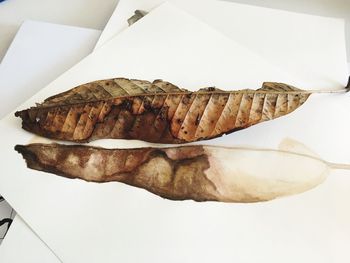 High angle view of bread against white background