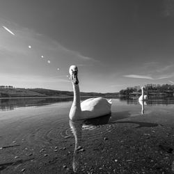 Side view of swan standing by lake against sky